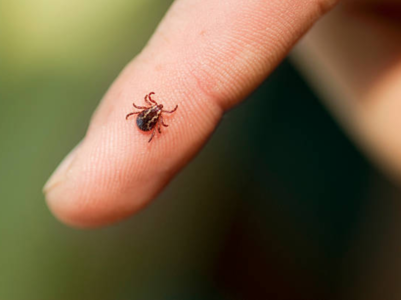 Deadly tick virus cases found in the UK