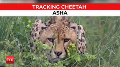 Cheetah Asha also follows Oban: Here's why foresters are anxious