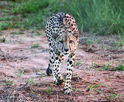 Cheetah Oban tranquillised, Asha still outside Kuno National Park