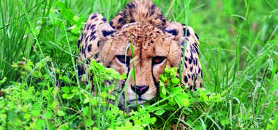 Cheetah Oban tranquillised, Asha still outside Kuno National Park