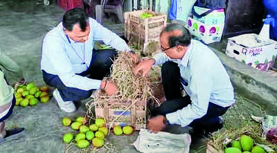 Pouch worth ₹1.5 ‘ripens’ mango prices 5 times over