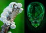 Indian farmer gets a rare fungal disease