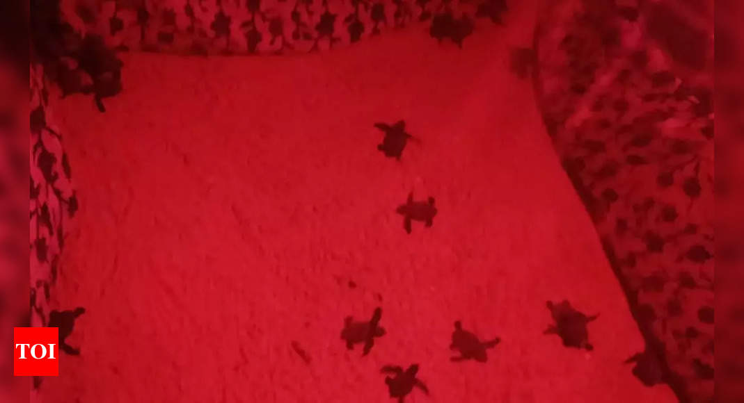 1063 Turtle Hatchlings Reach Sea In Karnatakas Kundapur Mangaluru News Times Of India 