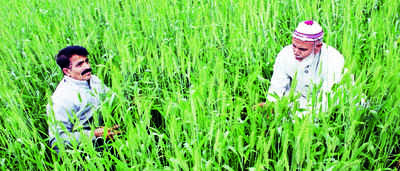 Unseasonal rain won’t impact wheat output much: Official