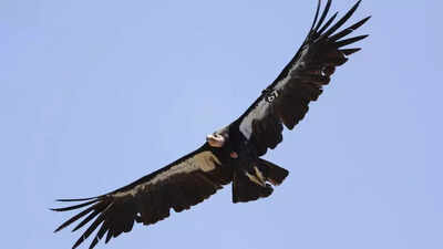 Avian flu kills 3 California condors in northern Arizona
