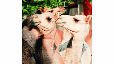 Camel rearers submit memo to collector demanding sanctuary in Jaisalmer