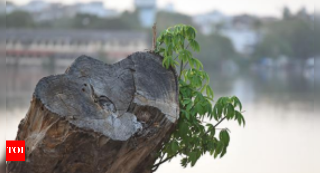 8750 Trees Felled In Bhopal, 92 In Indore For Smart City | Bhopal News ...