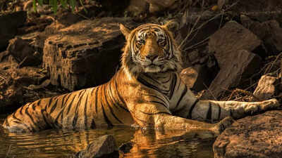 PM to launch global alliance to end poaching, illegal trade of seven big cats; will also release latest tiger population figures