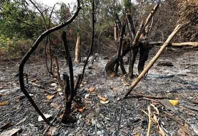 Cutting-edge tech to be used to reforest patches burnt by fires: Rane