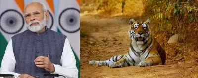 PM Modi to release tiger count, launch international big cat bloc today