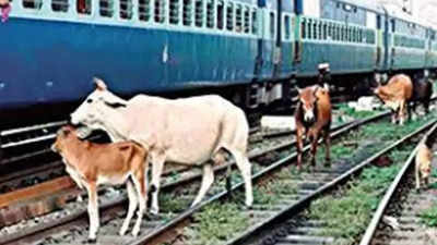 Over 50,000 cattle run over in train incidents in India in last 2 years