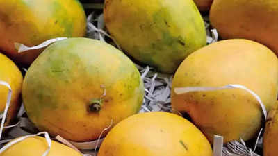 Mango yield to drop in Mysuru due to unseasonal rain