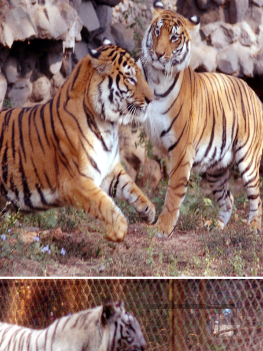 India Tiger Census: Tiger Population In India Tops 3,000 | Times Of India