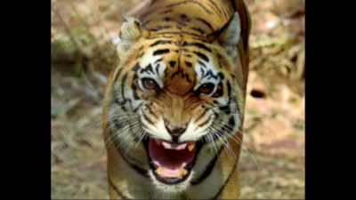 All 5 tiger reserves in Tamil Nadu are managed well: NTCA report