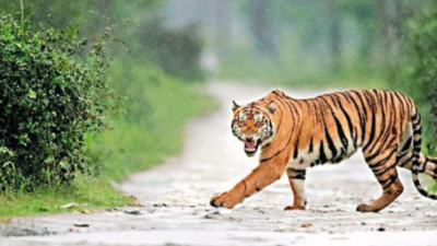 North Eastern Hills and Brahmaputra plains record 194 tigers