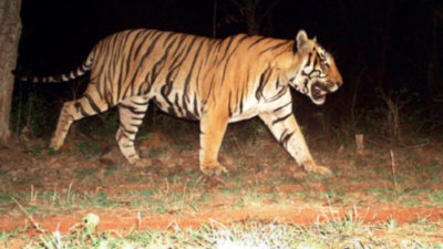 Amrabad tiger reserve takes giant leap in national ranks in Telangana