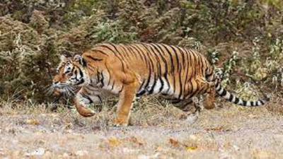NTCA terms all 5 Karnataka reserves 'excellent'