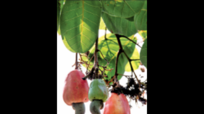 BITS scientists eye cashew apples for energy generation