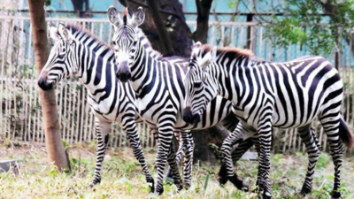 Lucknow zoo loses another zebra; collapses in enclosure