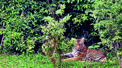 Kerala: Periyar Tiger Reserve tops in management effectiveness
