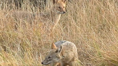 New home: 2 golden jackals caught on Camera in Delhi's Yamuna bio park