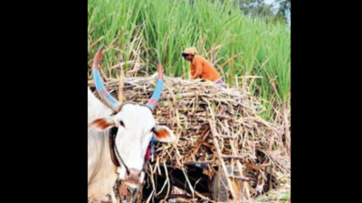Maharashtra sugar millers lose chance to cash in on rallying global prices