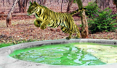 Besides tourism, pay attention to conserving higher tiger numbers
