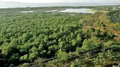 The sacred groves