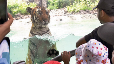 15% visitors to buy zoo tickets online tiger makes a splash, to kids delight