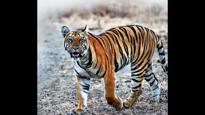 Nallamala: Drive against Maoists helps Nallamala forest turn tiger hub ...