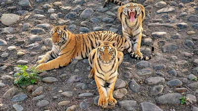 Tiger numbers high where tourists flock