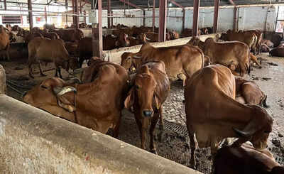 Cow urine unfit for humans, says top animal research body IVRI