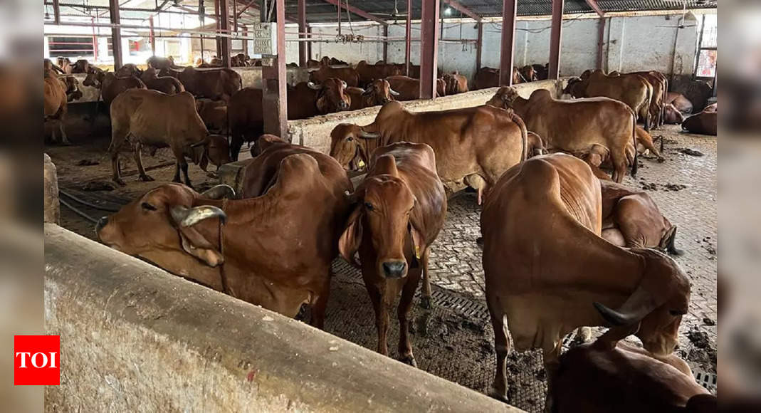IVRI: Cow urine unfit for humans, says top animal research body Indian ...