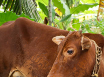 Is cow urine safe to consume?