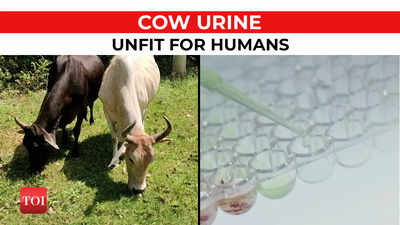 Drinking cow urine unfit for humans, says new research
