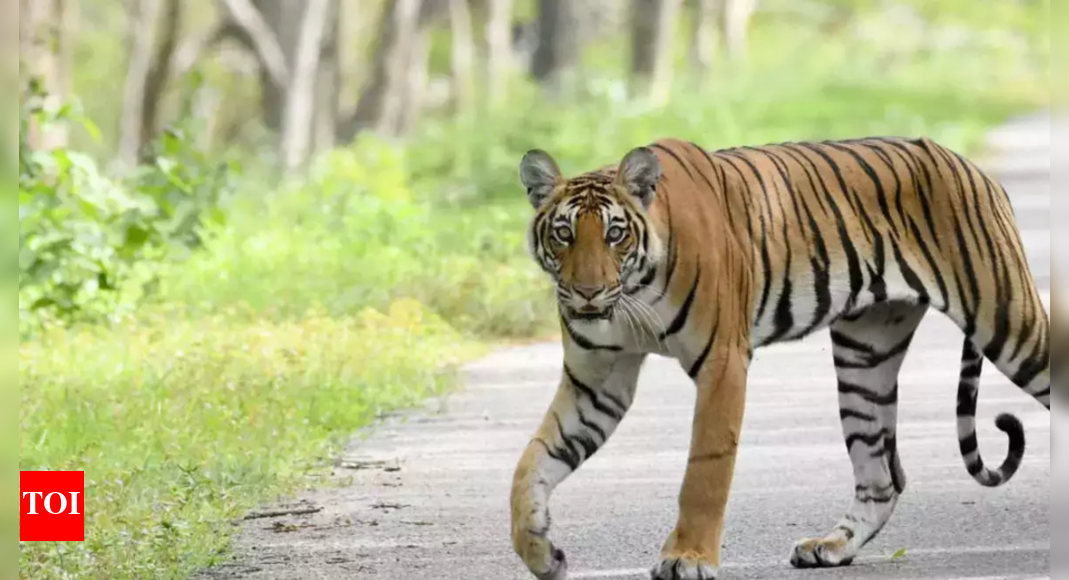 Uttarakhand's Corbett Tiger Reserve sold out for this season | Dehradun ...