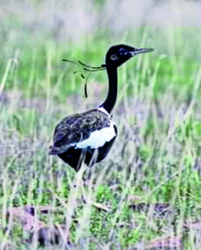New conservation reserve notified for Lesser Florican