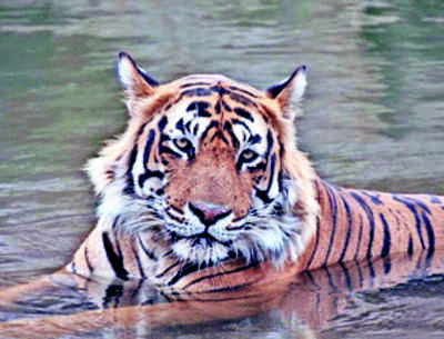 Experts hail ‘good’ show by three tiger reserves of Rajasthan