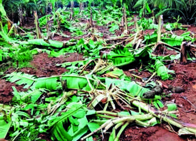 Wild elephants wreak havoc in banana field