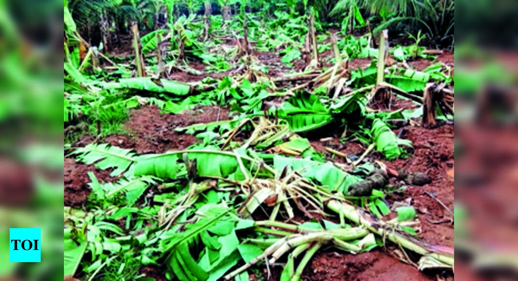 Wild Elephants Wreak Havoc In Banana Field | Coimbatore News - Times of ...