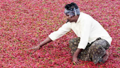 Chilli becomes hotter due to huge demand in export market