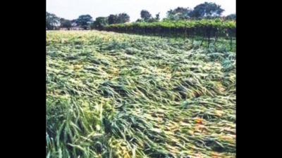 Over 2 lakh Maharashtra farmers get Rs 177.8 crore aid for March rain