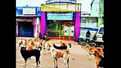 Jeypore civic body mulls birth control unit for strays