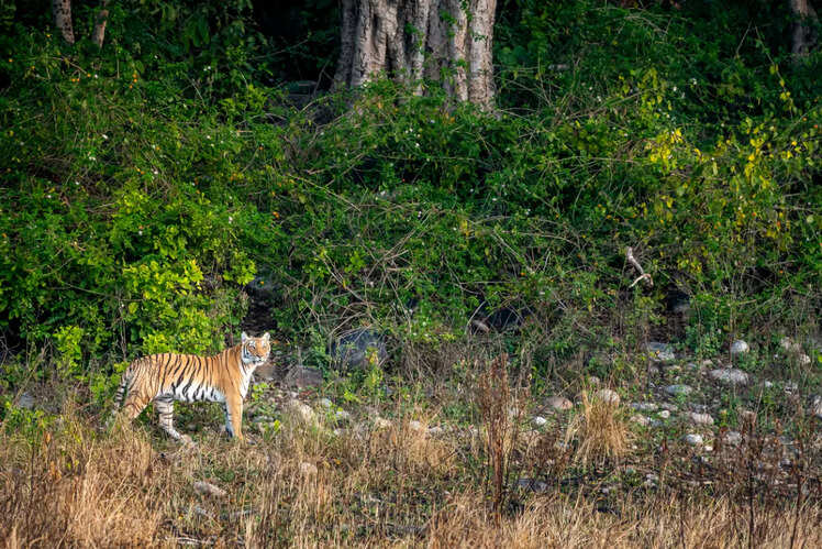 Dudhwa National Park