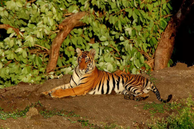 Bandipur National Park