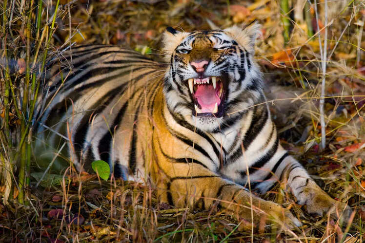 Bandhavgarh National Park