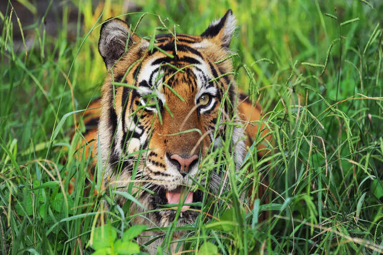 Valmiki Tiger Reserve