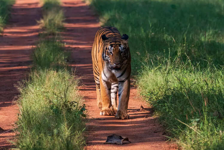 Tadoba-Andhari Tiger Reserve