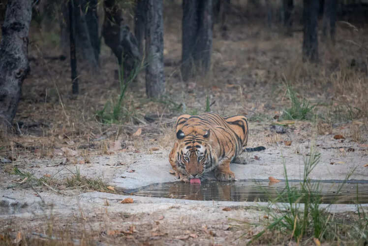 Satpura National Park