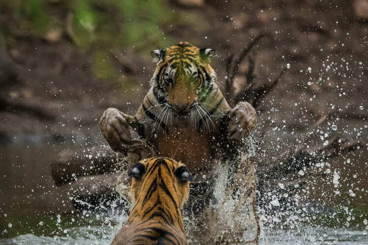 Ranthambore National Park